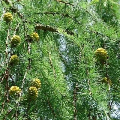 Лиственница КЕМПФЕРА — описание сорта Лиственница КЕМПФЕРА в Санкт-Петербурге