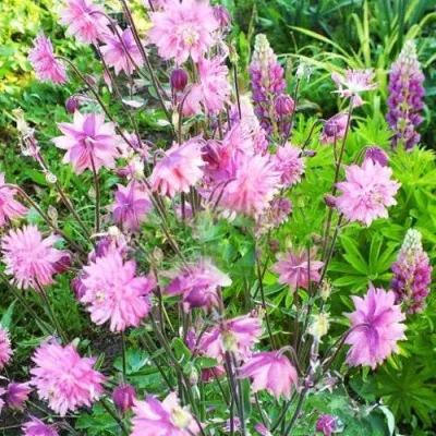 Аквилегия БАРЛОУ ПИНК гибрид МакКаны — описание сорта Аквилегия БАРЛОУ ПИНК гибрид МакКаны в Санкт-Петербурге