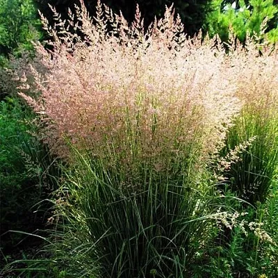 Молиния ФОНТЕЙН тростниковая  Молиния ФОНТЕЙН тростниковая в Санкт-Петербурге