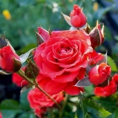 Саженцы роз МИДЖЕТ спрей  Саженцы роз МИДЖЕТ спрей в Санкт-Петербурге