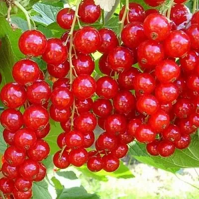 Смородина красная ФЕРТОДИ  Смородина красная ФЕРТОДИ в Санкт-Петербурге