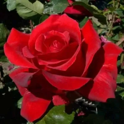 Саженцы роз КРАСНАЯ МАГИЯ чайно-гибридная — описание сорта Саженцы роз КРАСНАЯ МАГИЯ чайно-гибридная в Санкт-Петербурге