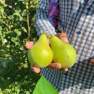 Груша ЗАРЕЧНАЯ КОМПАКТНАЯ  Груша ЗАРЕЧНАЯ КОМПАКТНАЯ в Санкт-Петербурге