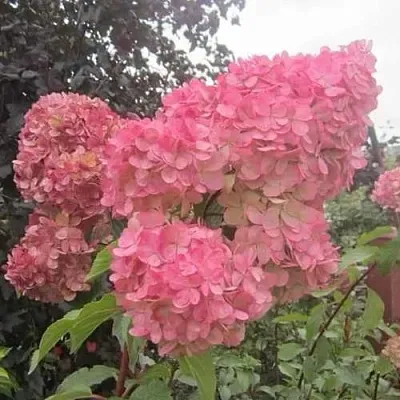 Гортензия АМАРИН метельчатая  Гортензия АМАРИН метельчатая в Санкт-Петербурге