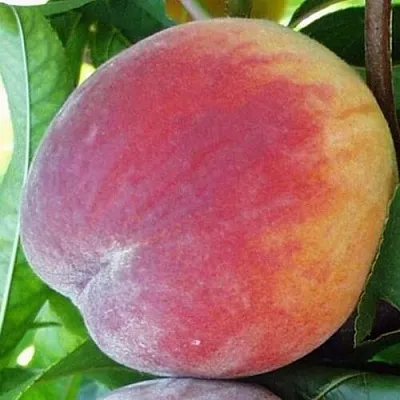 Персик ТОП СВИТ  Персик ТОП СВИТ в Санкт-Петербурге