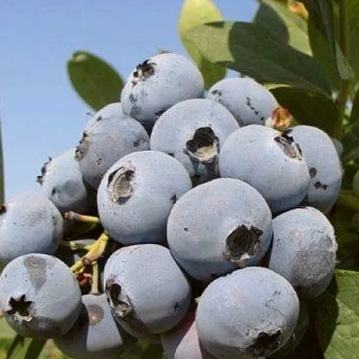 Голубика ЦУКЕР ТРАУБЕ  Голубика ЦУКЕР ТРАУБЕ в Санкт-Петербурге