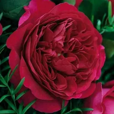 Саженцы роз КЕЙТ английская  Саженцы роз КЕЙТ английская в Санкт-Петербурге