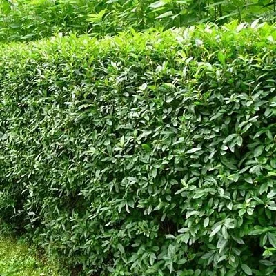 Бирючина обыкновенная  Бирючина обыкновенная в Санкт-Петербурге