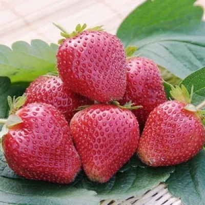 Клубника ВИМА КСИМА  Клубника ВИМА КСИМА в Санкт-Петербурге