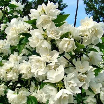 Жасмин ДЕНИСКИНЫ РАССКАЗЫ  Жасмин ДЕНИСКИНЫ РАССКАЗЫ в Санкт-Петербурге