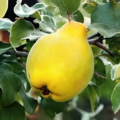 Айва МИР  Айва МИР в Санкт-Петербурге