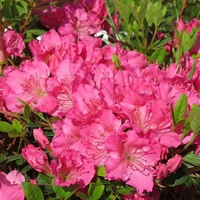 Азалия КИРСТИН японская  Азалия КИРСТИН японская в Санкт-Петербурге