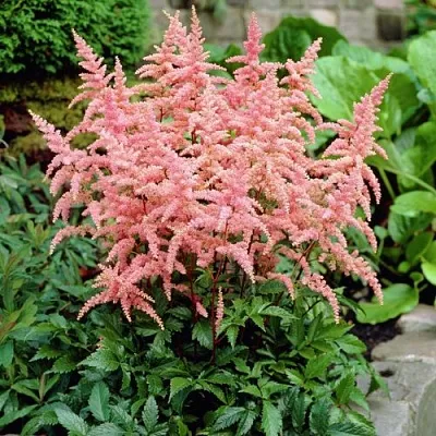 Астильба БРЕССИНГЕМ БЬЮТИ Арендса  Астильба БРЕССИНГЕМ БЬЮТИ Арендса в Санкт-Петербурге