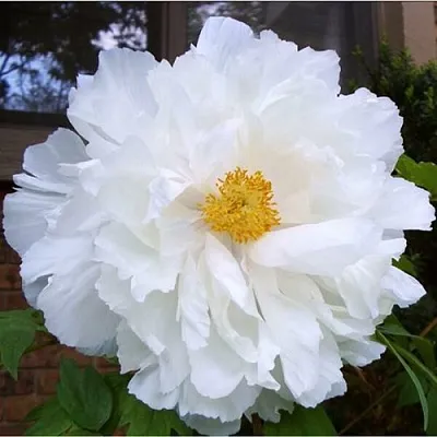 Пион БЕЛЫЙ НЕФРИТ древовидный  Пион БЕЛЫЙ НЕФРИТ древовидный в Санкт-Петербурге