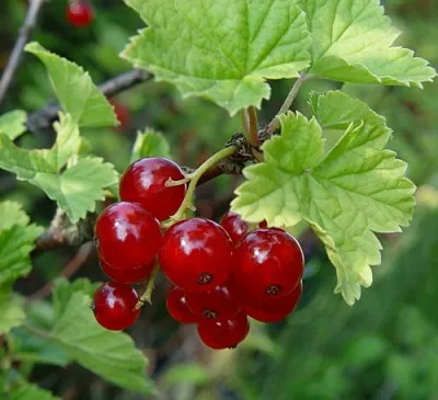 Смородина альпийская ШМИДТ  Смородина альпийская ШМИДТ в Санкт-Петербурге