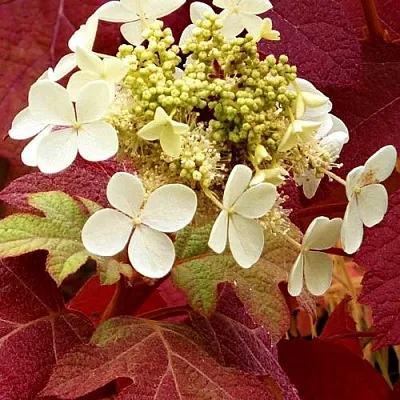 Гортензия БУРГУНДИ дуболистная в Санкт-Петербурге