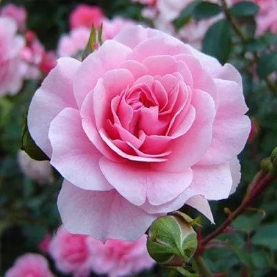 Саженцы роз БОНИКА флорибунда  Саженцы роз БОНИКА флорибунда в Санкт-Петербурге