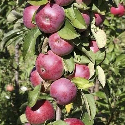 Яблоня ЕСЕНИЯ колонновидная  Яблоня ЕСЕНИЯ колонновидная в Санкт-Петербурге