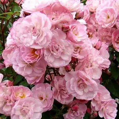 Саженцы роз ХЕВЕНЛИ ПИНК мускусная  Саженцы роз ХЕВЕНЛИ ПИНК мускусная в Санкт-Петербурге