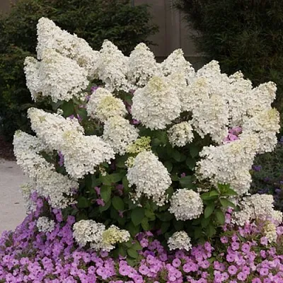 Гортензия БОБО метельчатая  Гортензия БОБО метельчатая в Санкт-Петербурге