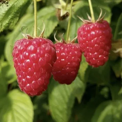 Малина МАПЕМА  — описание сорта Малина МАПЕМА  в Санкт-Петербурге