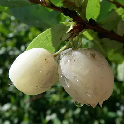 Голубика СНЕГУРОЧКА  Голубика СНЕГУРОЧКА в Санкт-Петербурге