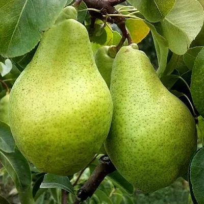 Груша НОЯБРЬСКАЯ ЗИМНЯЯ в Санкт-Петербурге