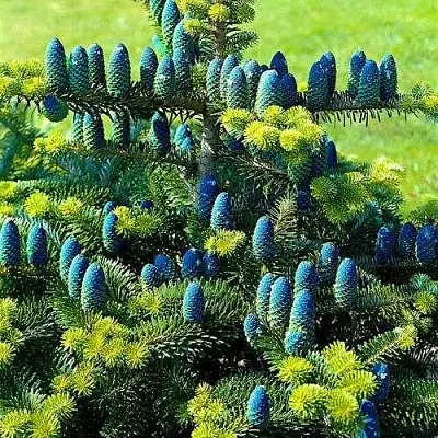 Пихта корейская   Пихта корейская  в Санкт-Петербурге