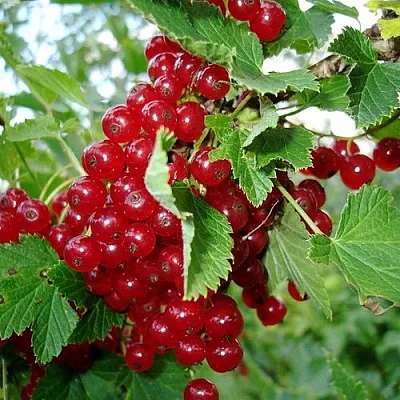 Смородина красная ГОЛЛАНДСКАЯ КРАСНАЯ  Смородина красная ГОЛЛАНДСКАЯ КРАСНАЯ в Санкт-Петербурге