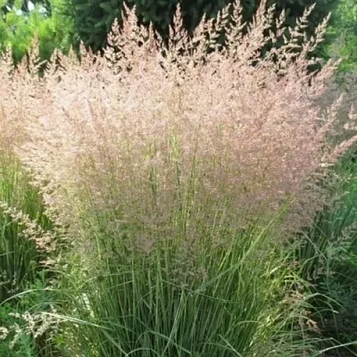 Вейник ОВЕРДАМ остроцветковый  Вейник ОВЕРДАМ остроцветковый в Санкт-Петербурге