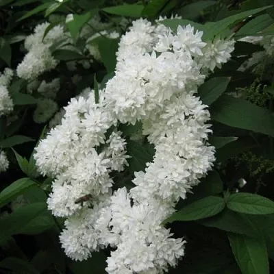 Дейция КАНДИДИССИМА шершавая  Дейция КАНДИДИССИМА шершавая в Санкт-Петербурге