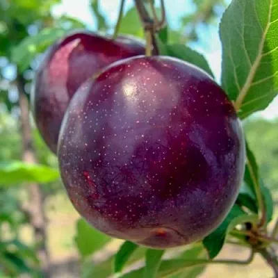 Слива АНЖЕЛИНО в Санкт-Петербурге
