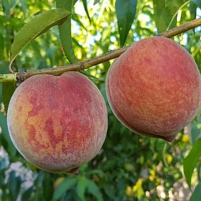 Персик КОНДОР  Персик КОНДОР в Санкт-Петербурге