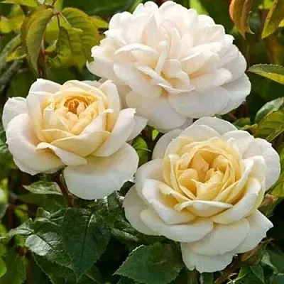 Саженцы роз ДЖЕЙ ПИ КОННЕЛ шраб  Саженцы роз ДЖЕЙ ПИ КОННЕЛ шраб в Санкт-Петербурге