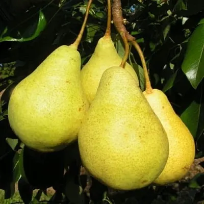 Груша ВИЛИЯ в Санкт-Петербурге