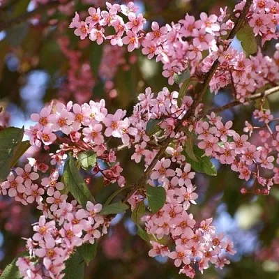 Черемуха КОЛОРАТА  Черемуха КОЛОРАТА в Санкт-Петербурге
