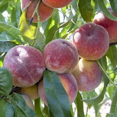 Персик ЗАРМЕНЮ  Персик ЗАРМЕНЮ в Санкт-Петербурге