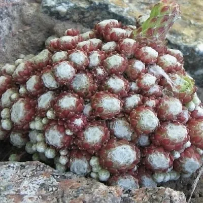 Молодило ГНАФАЛИУМ в Санкт-Петербурге