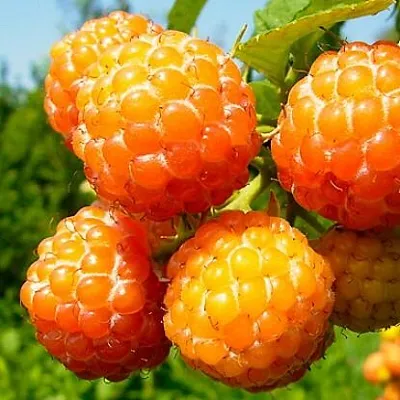 Жёлтая  Жёлтая в Санкт-Петербурге