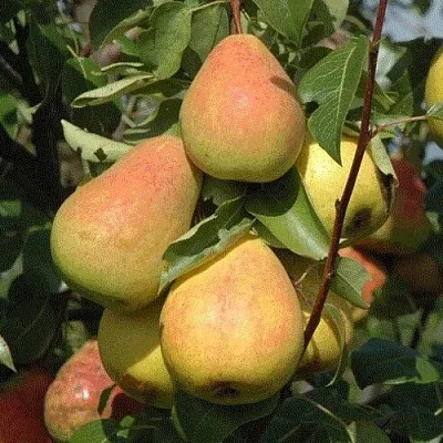 Груша СЕВЕРЯНКА в Санкт-Петербурге