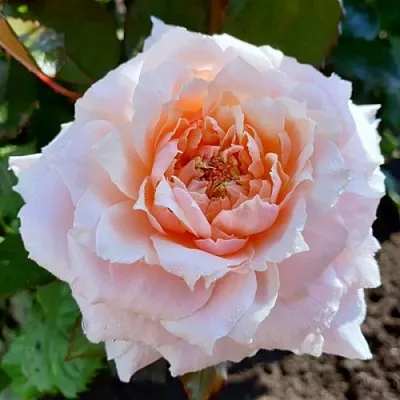 Саженцы роз ТСУМУГИ японская  Саженцы роз ТСУМУГИ японская в Санкт-Петербурге