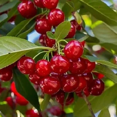 Вишня ГИРЛЯНДА в Санкт-Петербурге