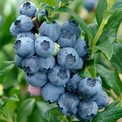 Голубика ХАРДИБЛЮ  Голубика ХАРДИБЛЮ в Санкт-Петербурге