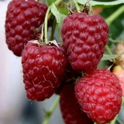 Малина ФЕНОМЕН в Санкт-Петербурге