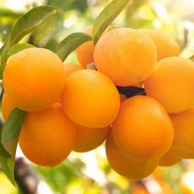 Слива МАРА  Слива МАРА в Санкт-Петербурге