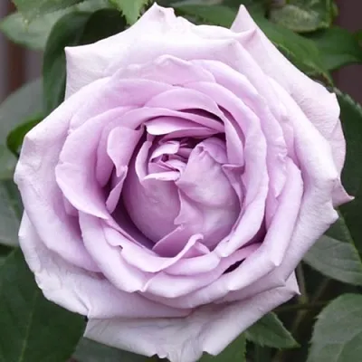 Саженцы роз ИНДИГОЛЕТТА плетистая  Саженцы роз ИНДИГОЛЕТТА плетистая в Санкт-Петербурге