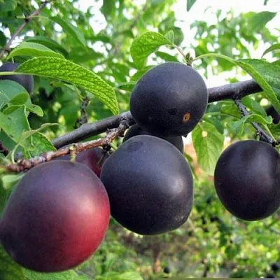 ЧЕРРИКОС  ЧЕРРИКОС в Санкт-Петербурге