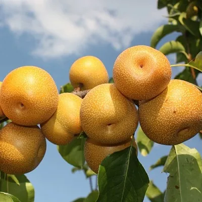 Груша азиатская  Груша азиатская в Санкт-Петербурге