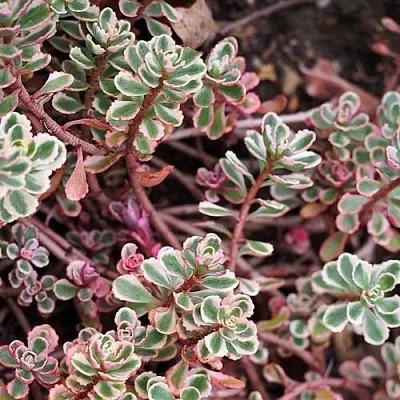 Очиток (седум) ТРИКОЛОР ложный в Санкт-Петербурге
