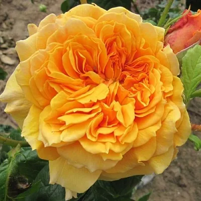 Саженцы роз ЛЕА ТУТУ шраб  Саженцы роз ЛЕА ТУТУ шраб в Санкт-Петербурге